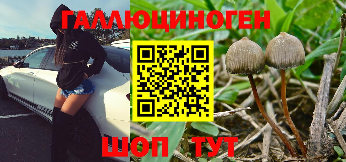Галлюциногенные грибы Psilocybe  Вход с VPN  Солнечногорск 