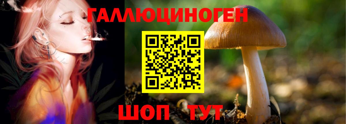 Галлюциногенные грибы GOLDEN TEACHER Солнечногорск